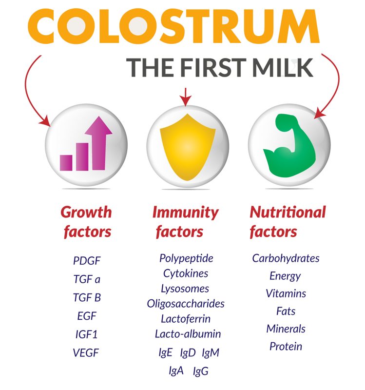 कोलोस्ट्रम के फायेदे benefits of colostrum